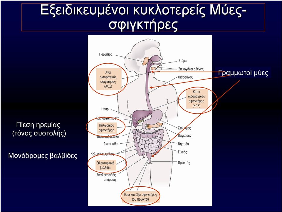 μύες Πίεση ηρεμίας (τόνος