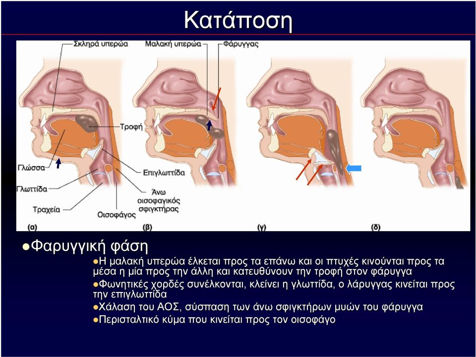 συνέλκονται, κλείνει η γλωττίδα, ο λάρυγγας κινείται προς την επιγλωττίδα Χάλαση του ΑΟΣ,