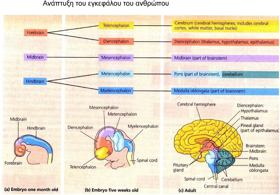 εγκεφάλου