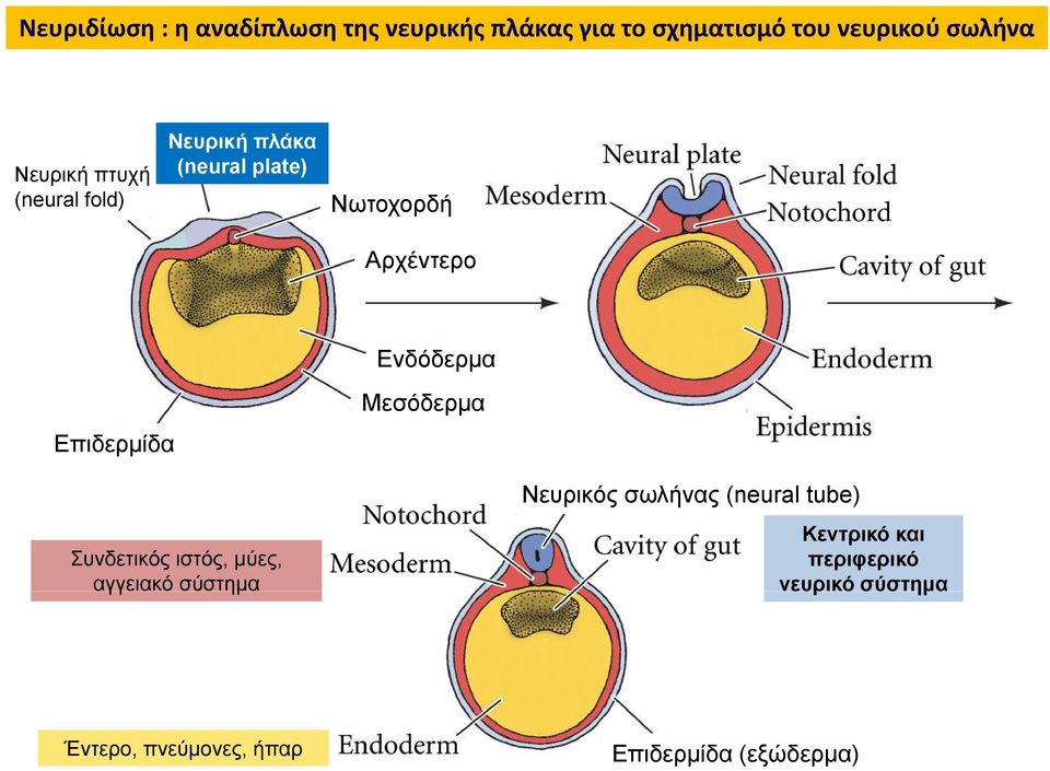 Επιδερμίδα Μεσόδερμα Νευρικός σωλήνας (neural tube) Κεντρικό και Συνδετικός ιστός,