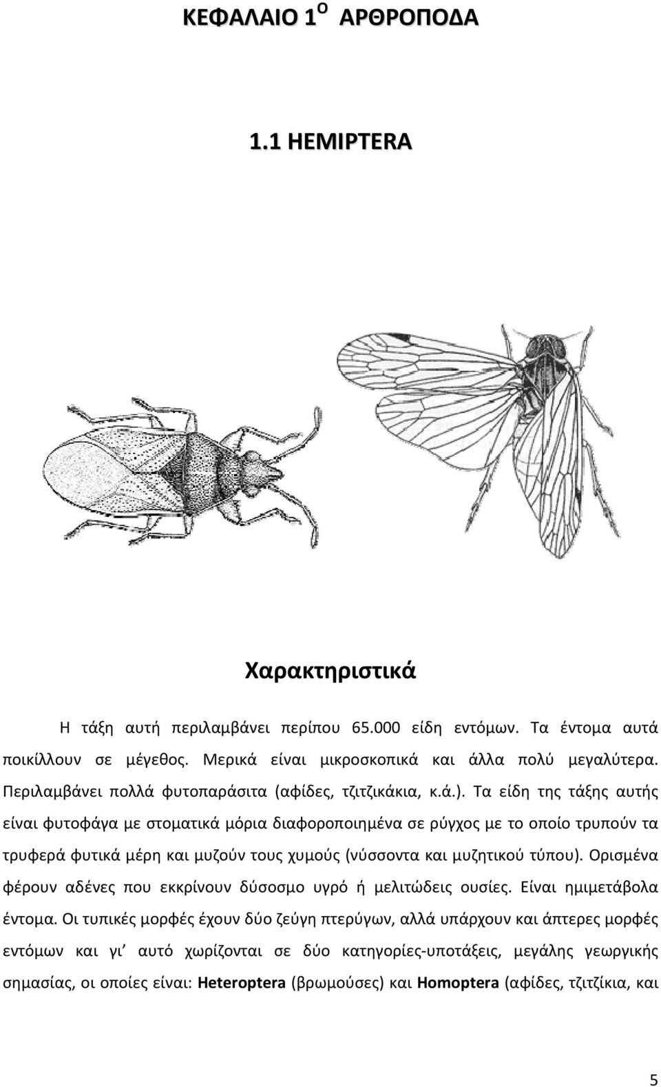 Τα είδη της τάξης αυτής είναι φυτοφάγα με στοματικά μόρια διαφοροποιημένα σε ρύγχος με το οποίο τρυπούν τα τρυφερά φυτικά μέρη και μυζούν τους χυμούς (νύσσοντα και μυζητικού τύπου).