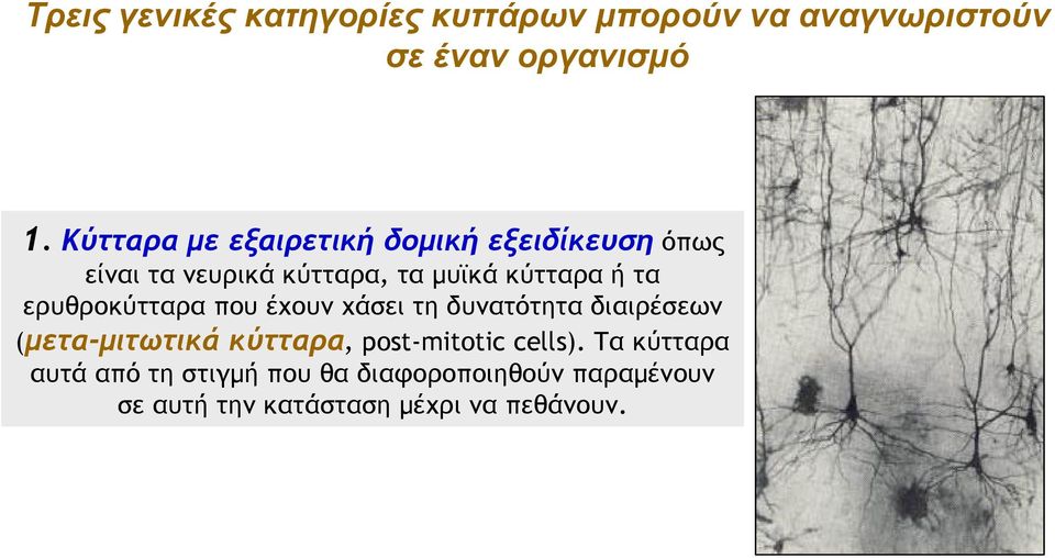ερυθροκύτταρα που έχουν χάσει τη δυνατότητα διαιρέσεων (μετα-μιτωτικά κύτταρα, post-mitotic