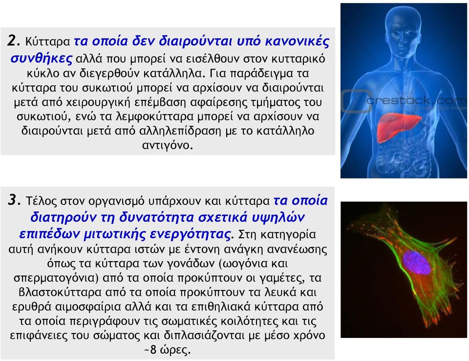 αλληλεπίδραση με το κατάλληλο αντιγόνο. 3. Τέλος στον οργανισμό υπάρχουν και κύτταρα τα οποία διατηρούν τη δυνατότητα σχετικά υψηλών επιπέδων μιτωτικής ενεργότητας.