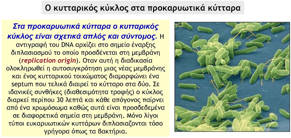 Οταν αυτή η διαδικασία ολοκληρωθεί η αυτοσυγκρότηση μιας νέας μεμβράνης και ένος κυτταρικού τοιχώματος διαμορφώνει ένα septum που τελικά διαιρεί το κύτταρο στα δύο.