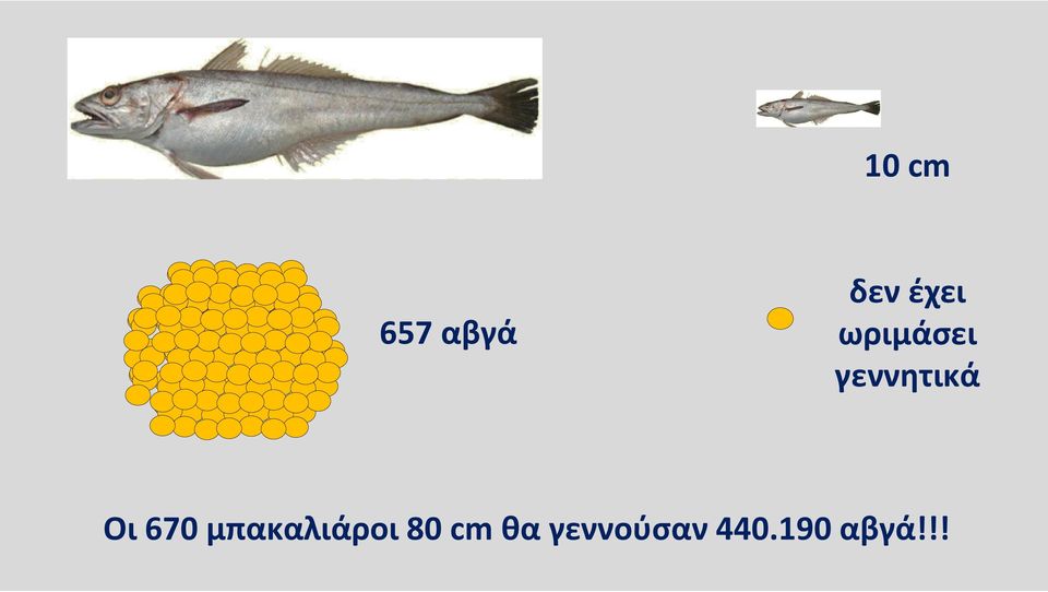 Oι 670 μπακαλιάροι 80 cm