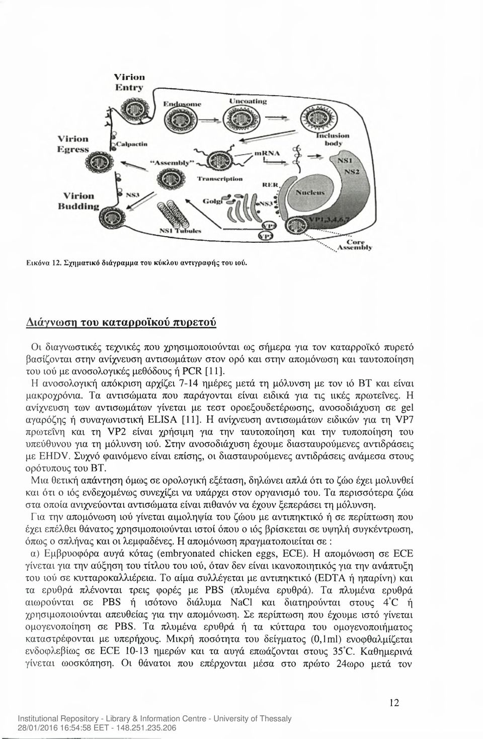 του ιού με ανοσολογικές μεθόδους ή PCR [11]. Η ανοσολογική απόκριση αρχίζει 7-14 ημέρες μετά τη μόλυνση με τον ιό ΒΤ και είναι μακροχρόνια.