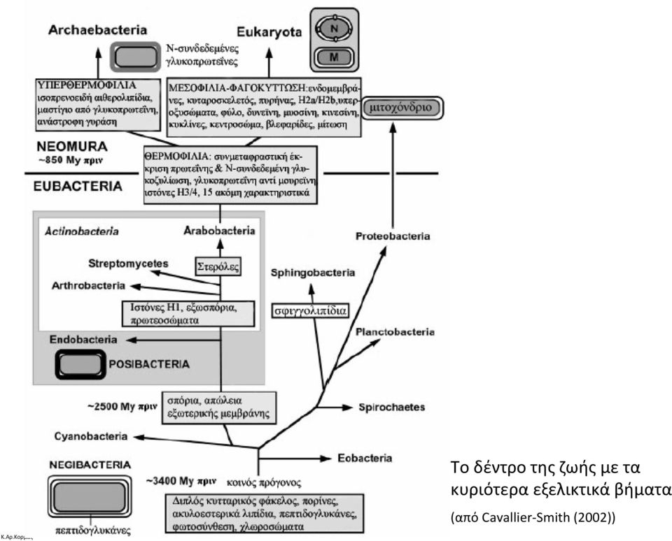εξελικτικά βήματα