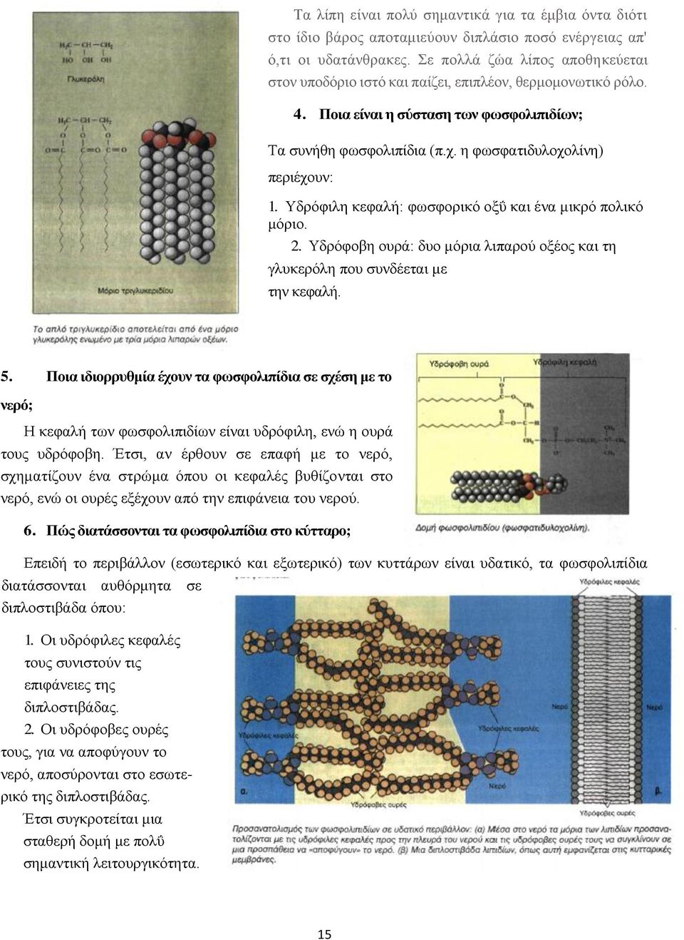 Υδρόφιλη κεφαλή: φωσφορικό οξΰ και ένα μικρό πολικό μόριο. 2. Υδρόφοβη ουρά: δυο μόρια λιπαρού οξέος και τη γλυκερόλη που συνδέεται με την κεφαλή. 5.