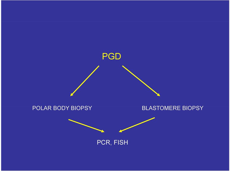 BLASTOMERE