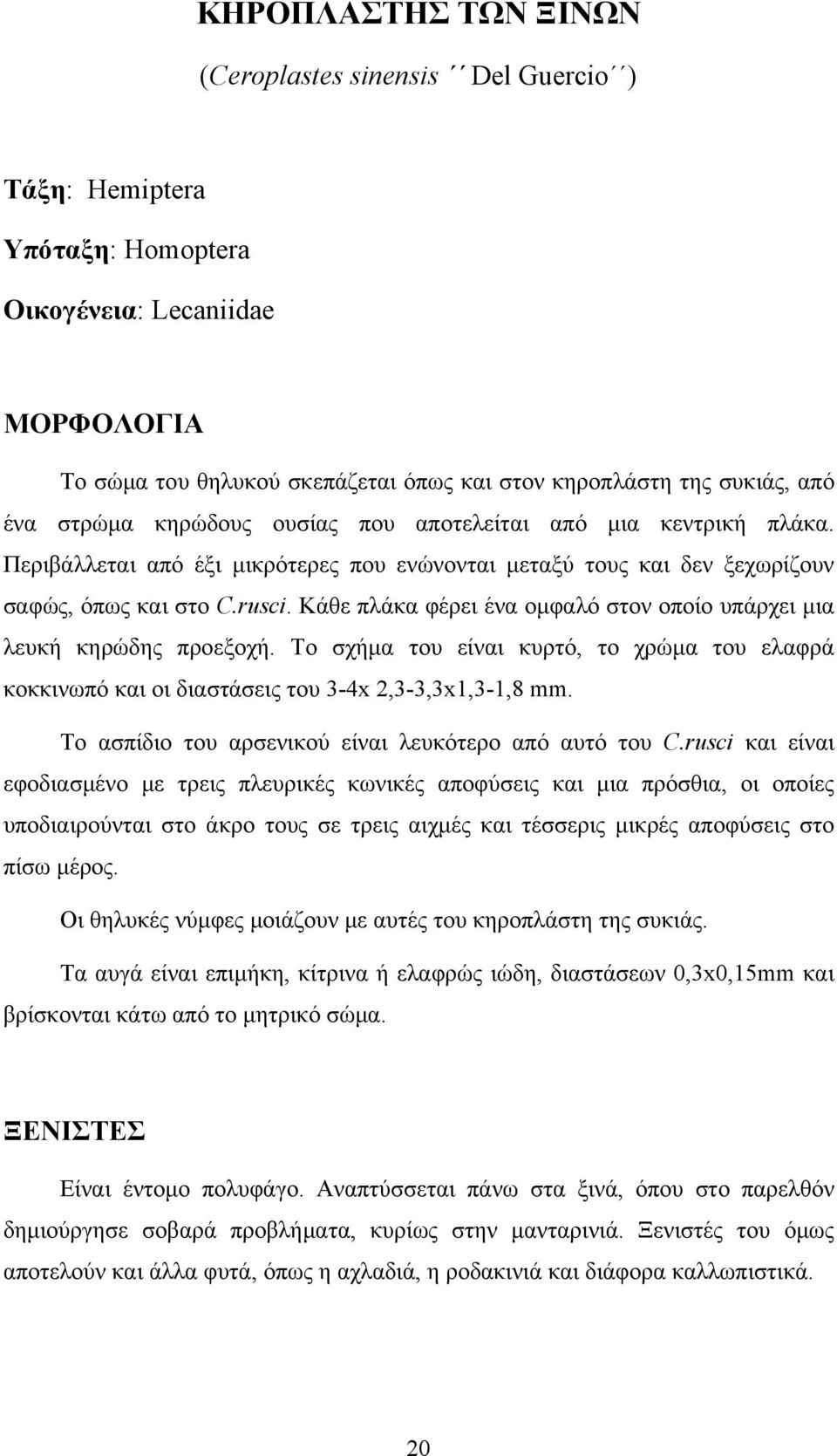 Κάθε πλάκα φέρει ένα ομφαλό στον οποίο υπάρχει μια λευκή κηρώδης προεξοχή. Το σχήμα του είναι κυρτό, το χρώμα του ελαφρά κοκκινωπό και οι διαστάσεις του 3-4x 2,3-3,3x1,3-1,8 mm.