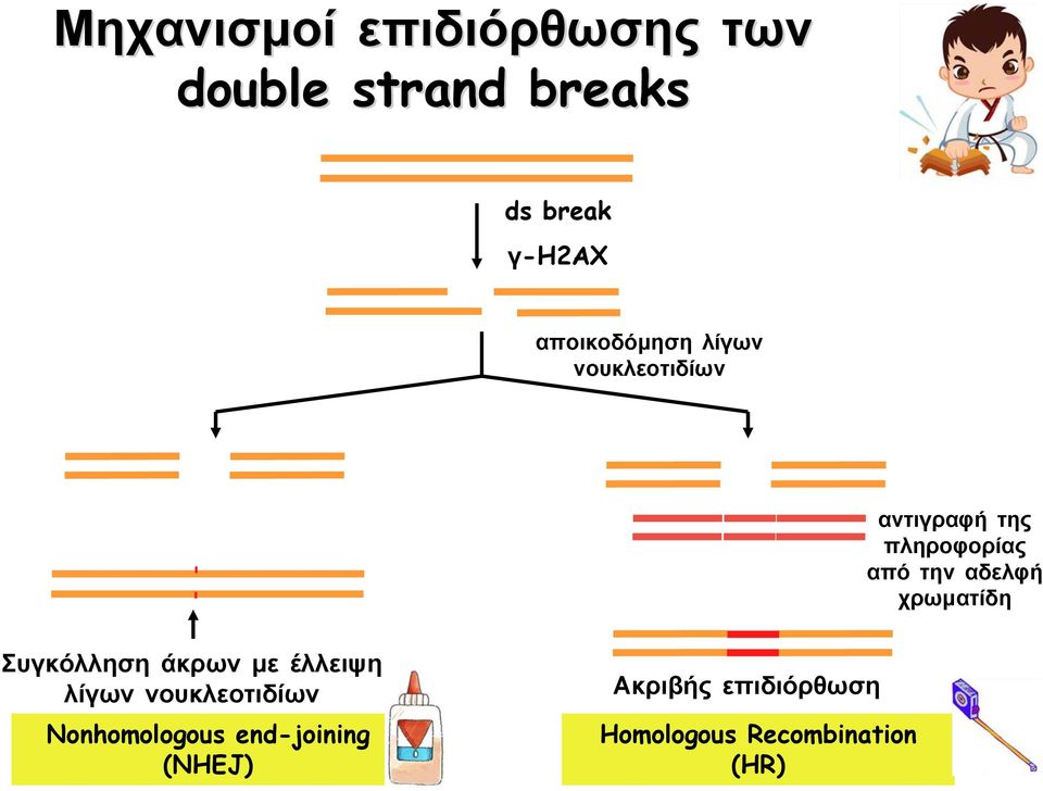 αδελφή χρωματίδη Συγκόλληση άκρων με έλλειψη λίγων νουκλεοτιδίων