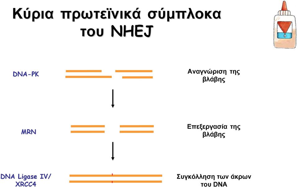 Επεξεργασία της βλάβης DNA Ligase