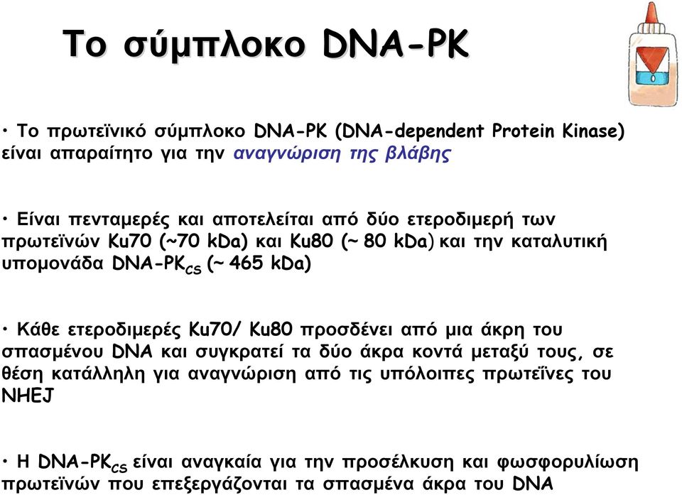 ετεροδιμερές Ku70/ Ku80 προσδένει από μια άκρη του σπασμένου DNA και συγκρατεί τα δύο άκρα κοντά μεταξύ τους, σε θέση κατάλληλη για αναγνώριση