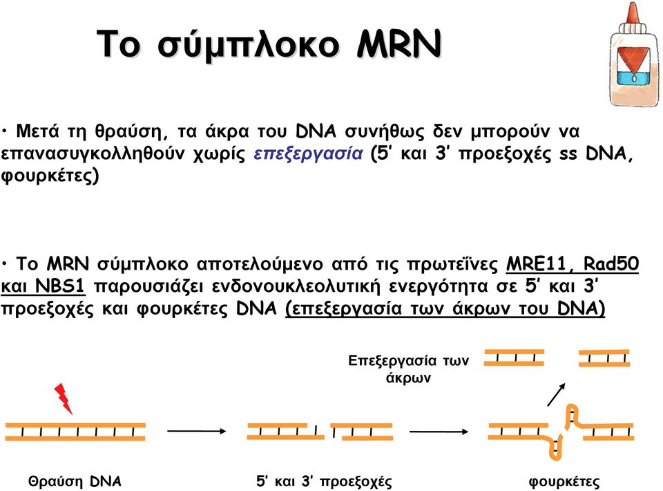 MRE11, Rad50 και NBS1 παρουσιάζει ενδονουκλεολυτική ενεργότητα σε 5 και 3 προεξοχές και