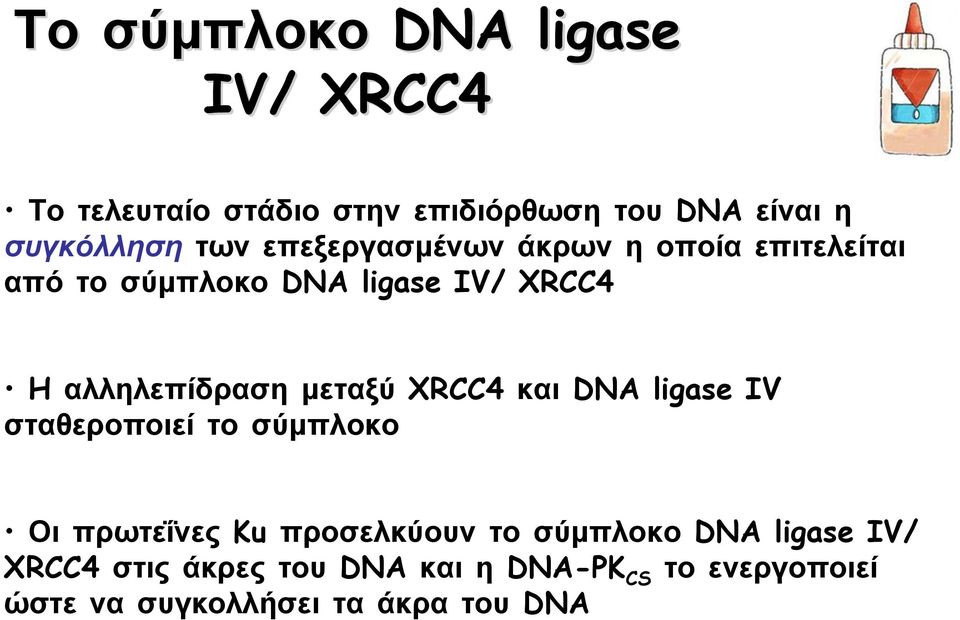 μεταξύ XRCC4 και DNA ligase IV σταθεροποιεί το σύμπλοκο Οι πρωτεΐνες Ku προσελκύουν το σύμπλοκο