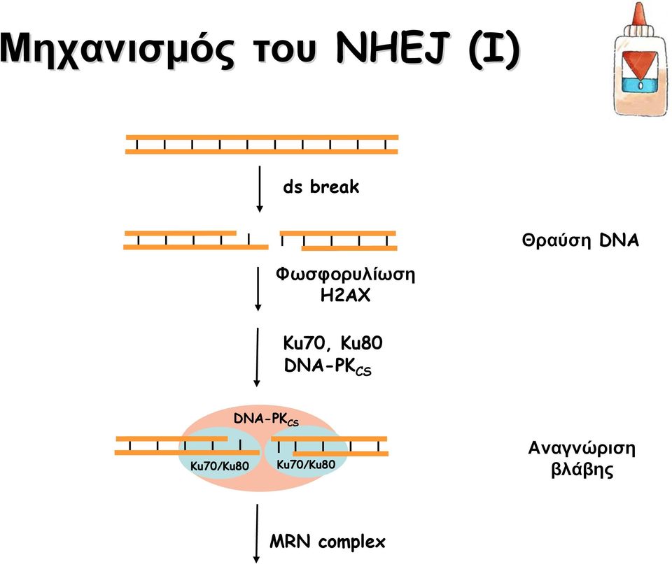 CS Θραύση DNA DNA-PK CS Ku70/Ku80