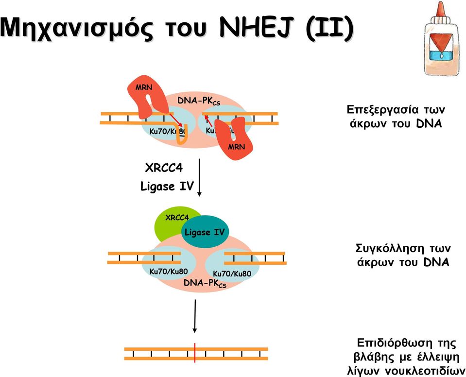 Ligase IV Ku70/Ku80 Ku70/Ku80 DNA-PK CS Συγκόλληση των