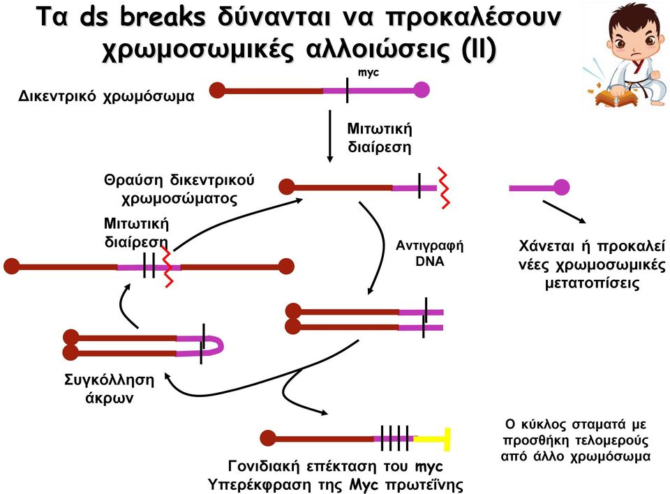 Χάνεται ή προκαλεί νέες χρωμοσωμικές μετατοπίσεις Συγκόλληση άκρων Γονιδιακή επέκταση