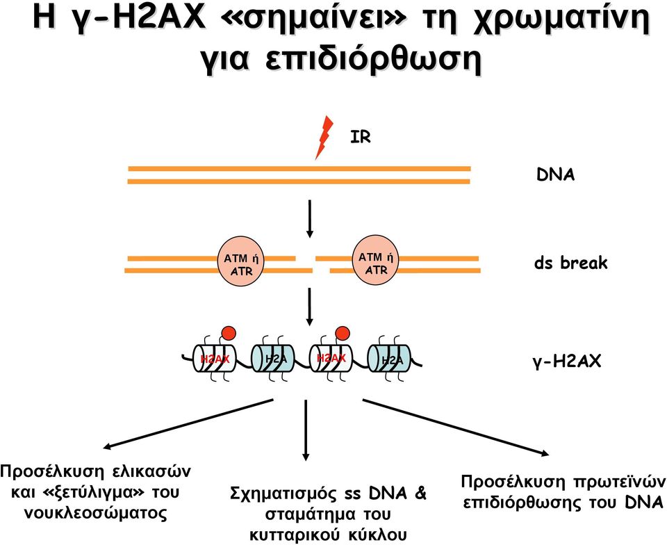 ελικασών και «ξετύλιγμα» του νουκλεοσώματος Σχηματισμός ss DNA &