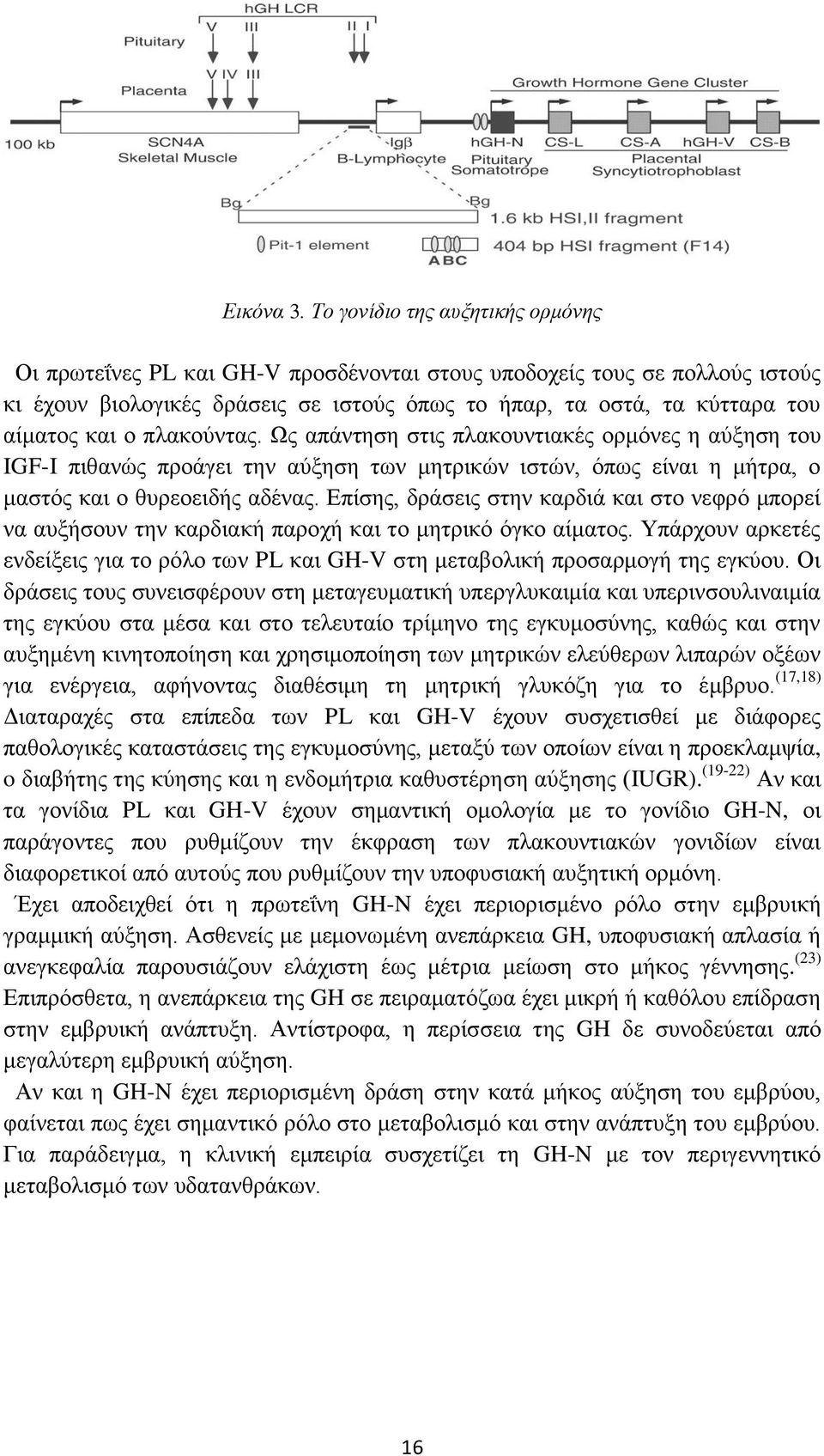 πλακούντας. Ως απάντηση στις πλακουντιακές ορμόνες η αύξηση του IGF-I πιθανώς προάγει την αύξηση των μητρικών ιστών, όπως είναι η μήτρα, ο μαστός και ο θυρεοειδής αδένας.