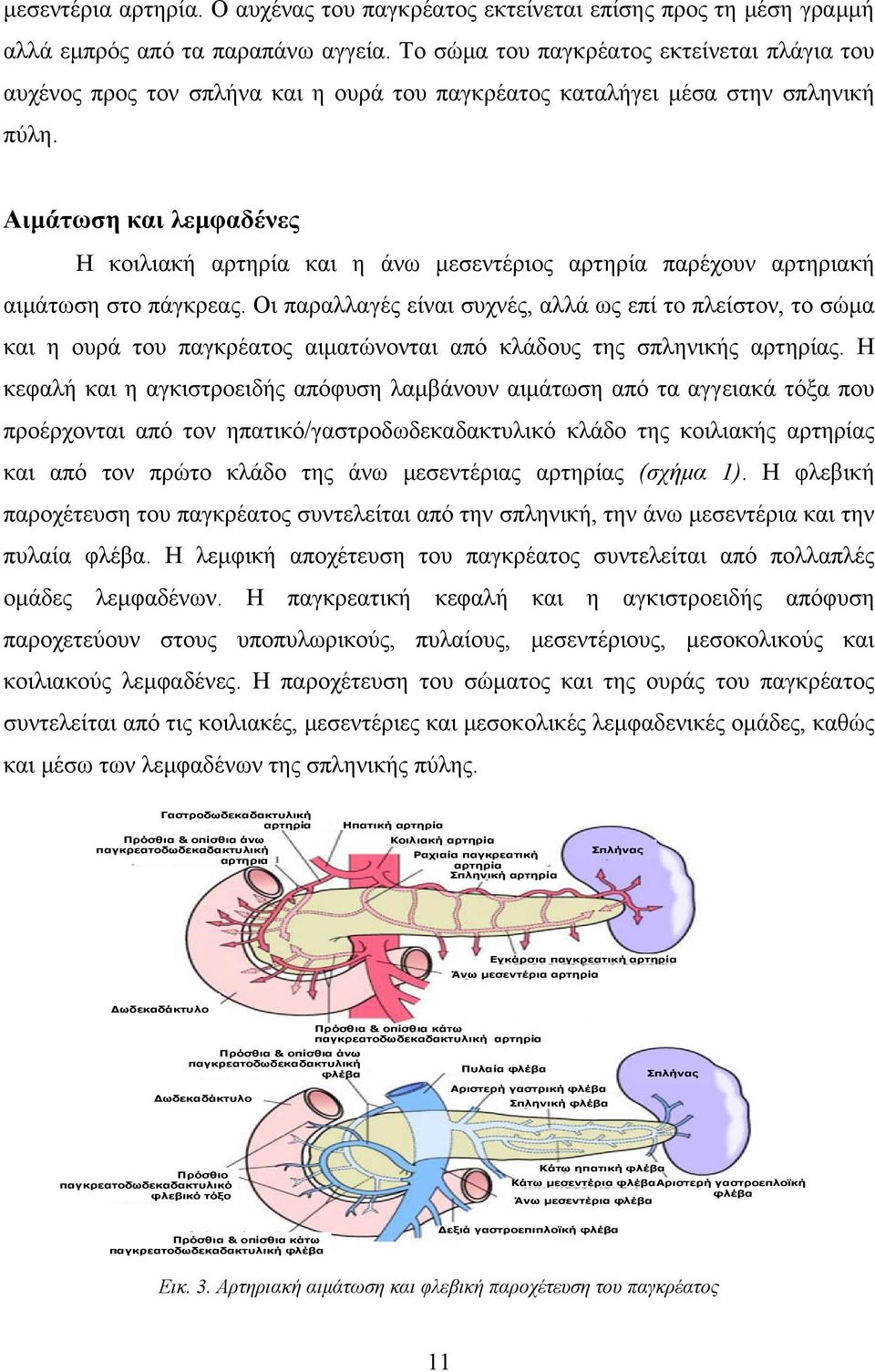 Αιμάτωση και λεμφαδένες Η κοιλιακή αρτηρία και η άνω μεσεντέριος αρτηρία παρέχουν αρτηριακή αιμάτωση στο πάγκρεας.