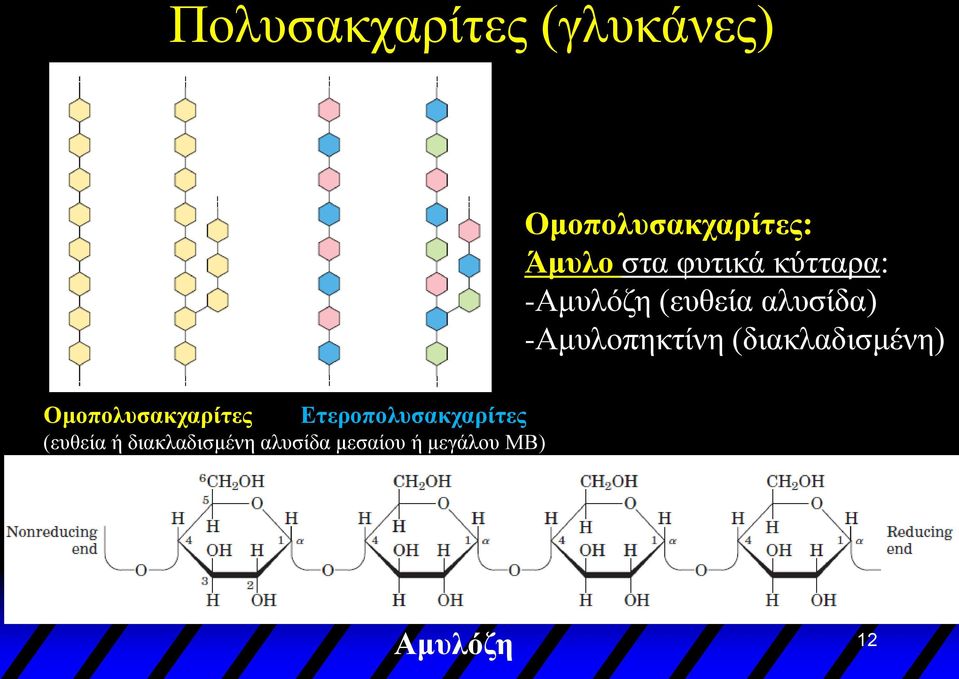 (διακλαδισμένη) Ομοπολυσακχαρίτες Ετεροπολυσακχαρίτες