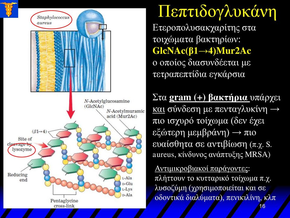 έχει εξώτερη μεμβράνη) πιο ευαίσθητα σε αντιβίωση (π.χ. S.