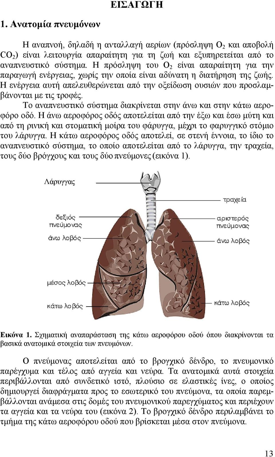 Η ενέργεια αυτή απελευθερώνεται από την οξείδωση ουσιών που προσλαμβάνονται με τις τροφές. Tο αναπνευστικό σύστημα διακρίνεται στην άνω και στην κάτω αεροφόρο οδό.