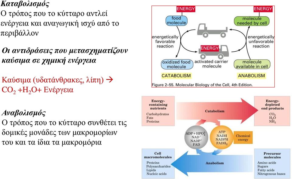 Καύσιμα (υδατάνθρακες, λίπη) CO 2 +H 2 O+ Ενέργεια Αναβολισμός Ο τρόπος που το