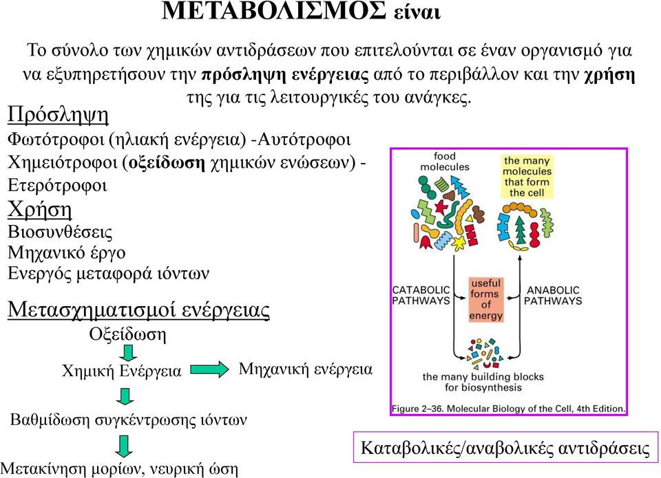 Πρόσληψη Φωτότροφοι (ηλιακή ενέργεια) -Αυτότροφοι Χημειότροφοι (οξείδωση χημικών ενώσεων) - Ετερότροφοι Χρήση Βιοσυνθέσεις Μηχανικό