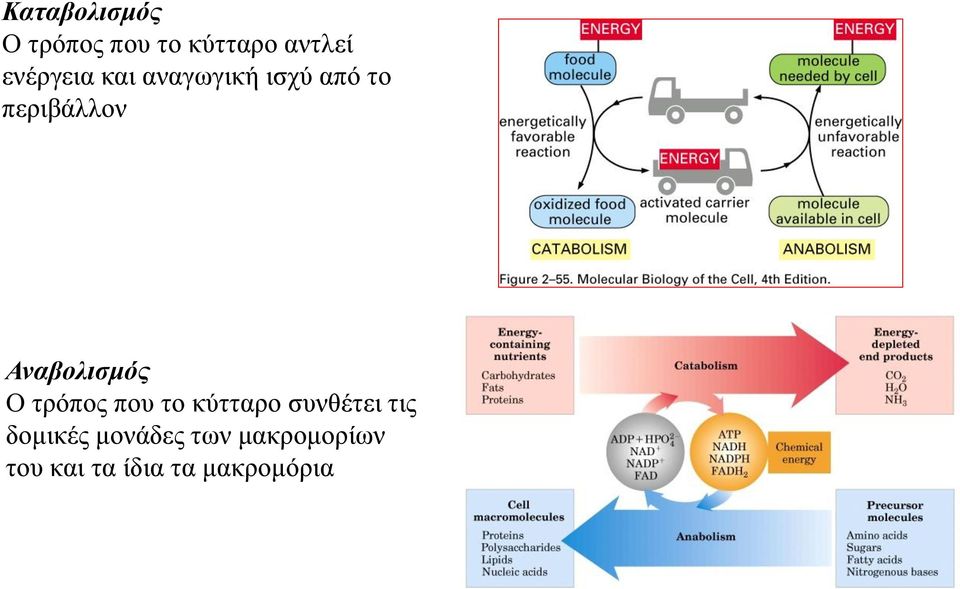 Αναβολισμός Ο τρόπος που το κύτταρο συνθέτει τις