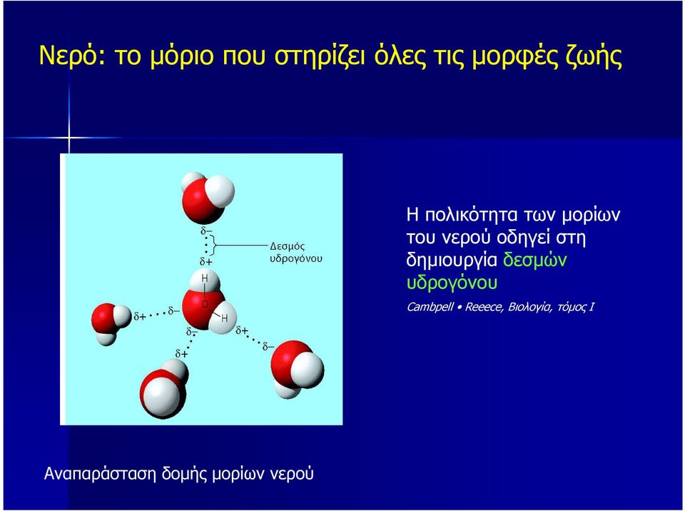 στη δηµιουργία δεσµών υδρογόνου Cambpell