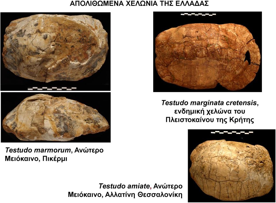 Κρήτης Testudo marmorum, Ανώτερο Μειόκαινο, Πικέρμι