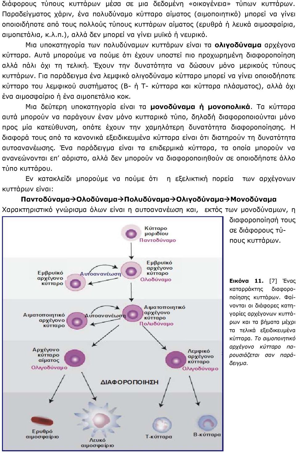 Μια υποκατηγορία των πολυδύναμων κυττάρων είναι τα ολιγοδύναμα αρχέγονα κύτταρα. Αυτά μπορούμε να πούμε ότι έχουν υποστεί πιο προχωρημένη διαφοροποίηση αλλά πάλι όχι τη τελική.