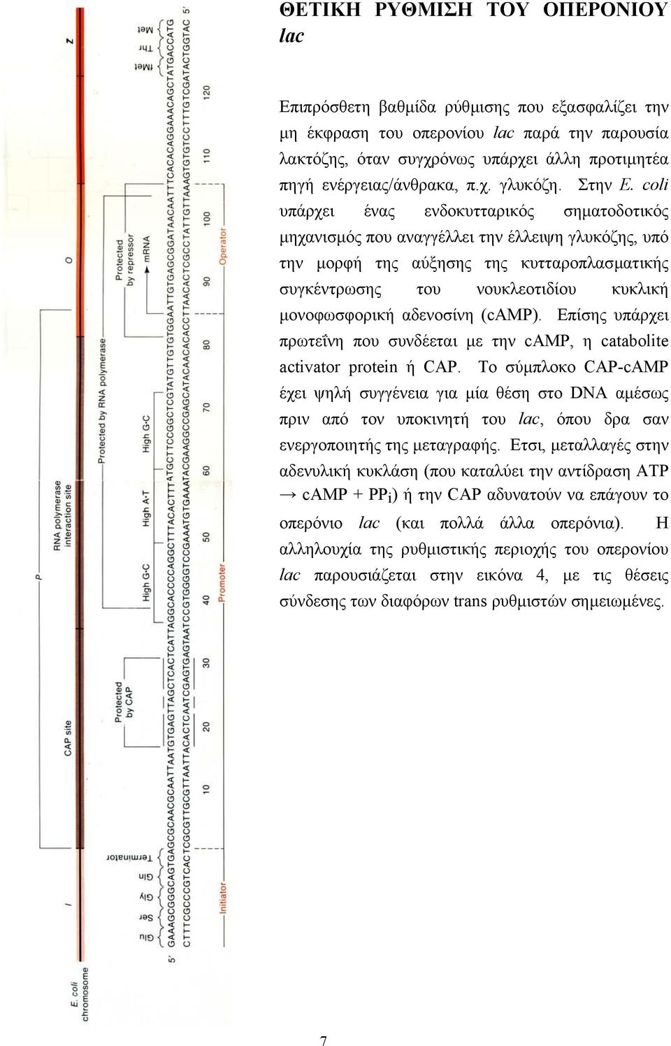 coli υπάρχει ένας ενδοκυτταρικός σηµατοδοτικός µηχανισµός που αναγγέλλει την έλλειψη γλυκόζης, υπό την µορφή της αύξησης της κυτταροπλασµατικής συγκέντρωσης του νουκλεοτιδίου κυκλική µονοφωσφορική