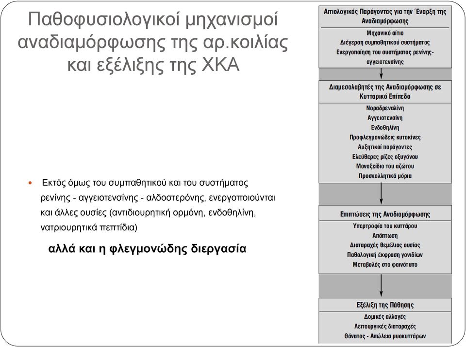 ζπζηήκαηνο ξελίλεο - αγγεηνηελζίλεο - αιδνζηεξόλεο, ελεξγνπνηνύληαη θαη