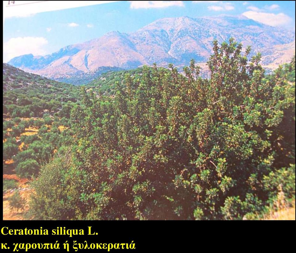 κ. σαποςπιά