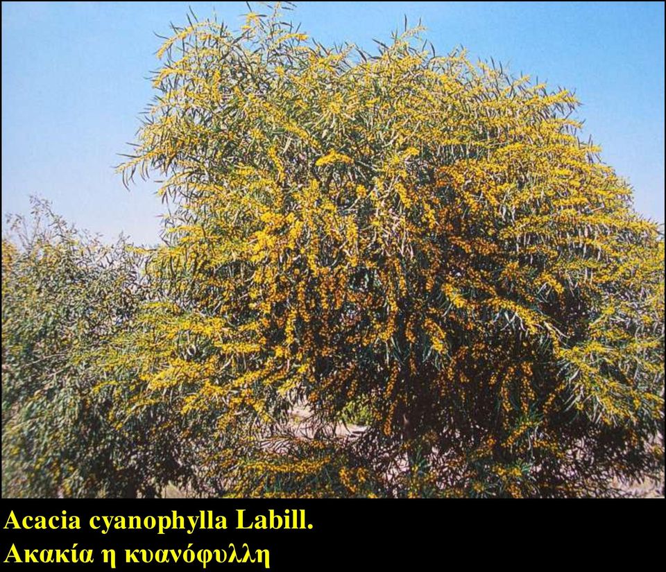 Labill.
