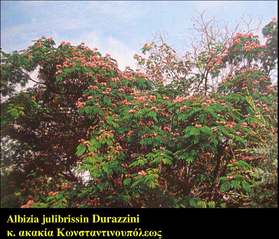 Durazzini κ.