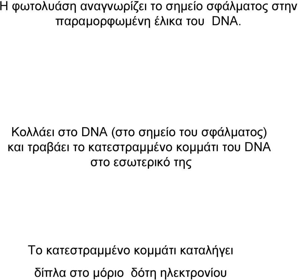 Κολλάει στο DNA (στο σημείο του σφάλματος) και τραβάει το