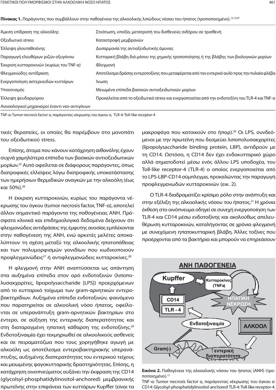 κυττάρων Υποσιτισμός Έλλειψη ψευδαργύρου Ανοσολογικοί μηχανισμοί έναντι νεο-αντιγόνων Στεάτωση, υποξία, μετατροπή του δισθενούς σιδήρου σε τρισθενή Καταστροφή μεμβρανών Δυσαρμονία της αντιοξειδωτικής