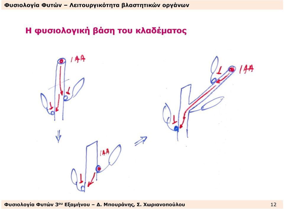 ΦυσιολογίαΦυτών3 ου