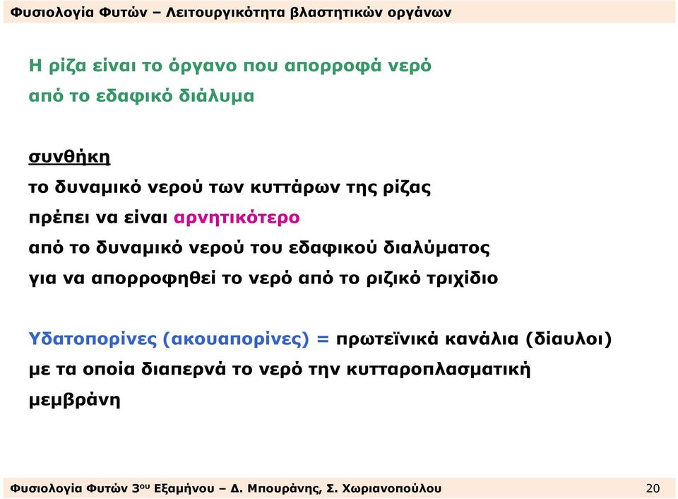 το νερό από το ριζικό τριχίδιο Υδατοπορίνες(ακουαπορίνες)=πρωτεϊνικάκανάλια(δίαυλοι) µε τα οποία