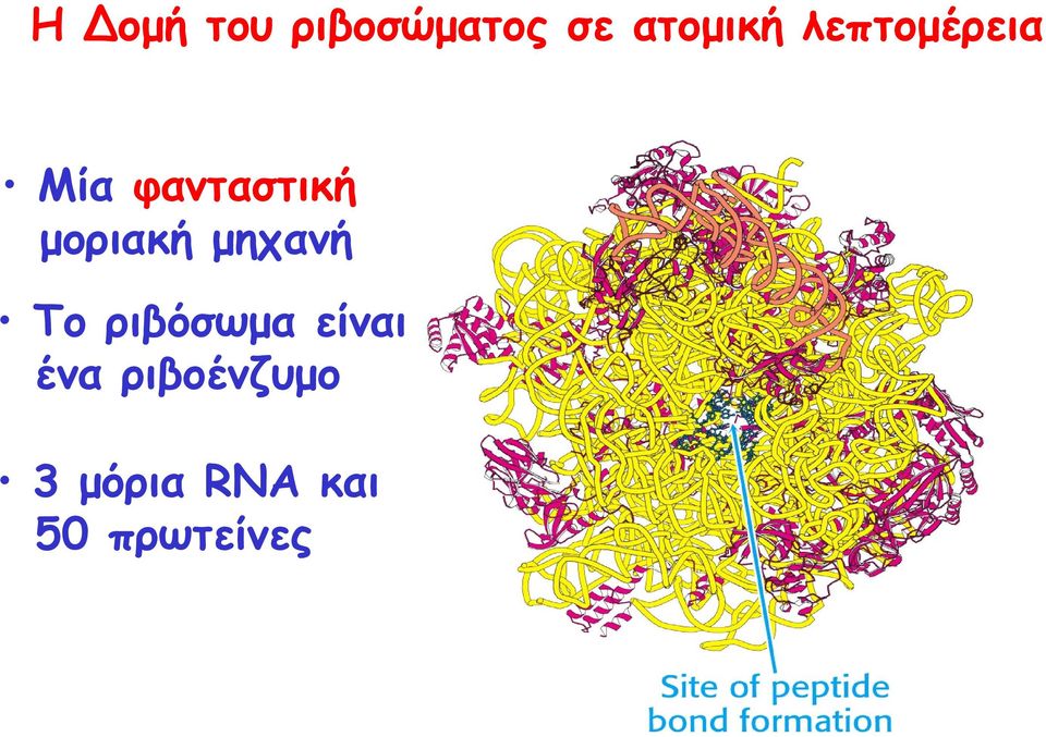 µοριακή µηχανή Το ριβόσωµα είναι