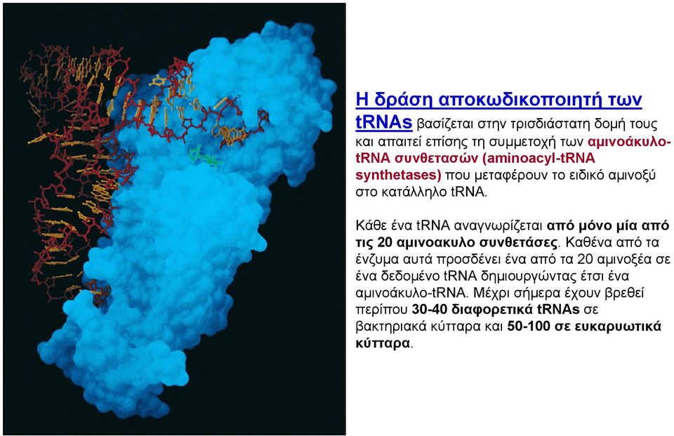 Κάθε ένα trna αναγνωρίζεται απόμόνομίααπό τις 20 αμινοακυλο συνθετάσες.