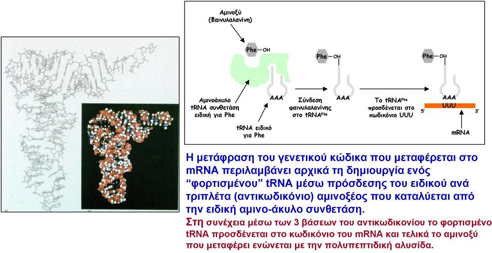 φορτισμένου trnaμέσω πρόσδεσης του ειδικού ανά τριπλέτα (αντικωδικόνιο) αμινοξέος που καταλύεται από την ειδική αμινο-άκυλο συνθετάση.