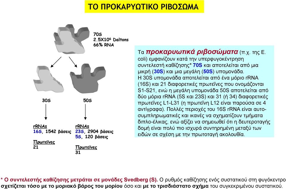 Η 30S υπομονάδα αποτελείται από ένα μόριο rrna (16S) και 21 διαφορετικές πρωτεΐνες που ονομάζονται S1-S21, ενώ η μεγάλη υπομονάδα 50S αποτελείται από δύο μόρια rrna (5S και 23S) και 31 (ή 34)