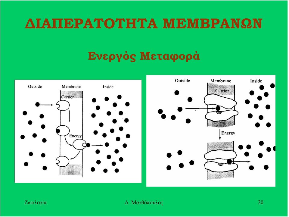 Ενεργός Μεταφορά