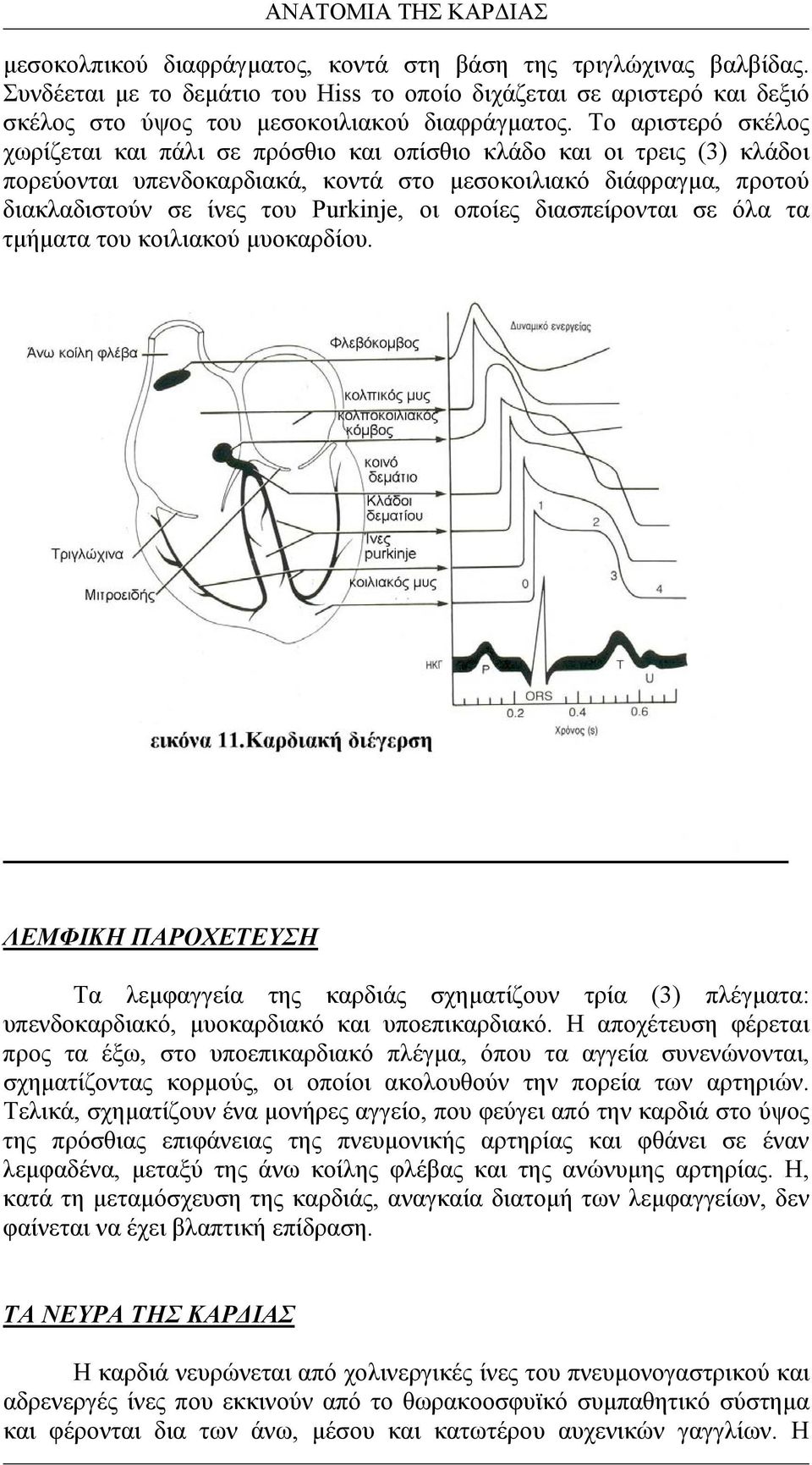 Το αριστερό σκέλος χωρίζεται και πάλι σε πρόσθιο και οπίσθιο κλάδο και οι τρεις (3) κλάδοι πορεύονται υπενδοκαρδιακά, κοντά στο µεσοκοιλιακό διάφραγµα, προτού διακλαδιστούν σε ίνες του Purkinje, οι