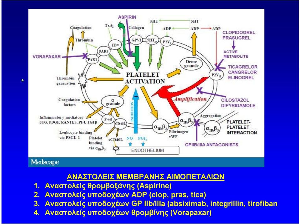 Αναστολείς υποδοχέων ADP (clop, pras, tica) 3.
